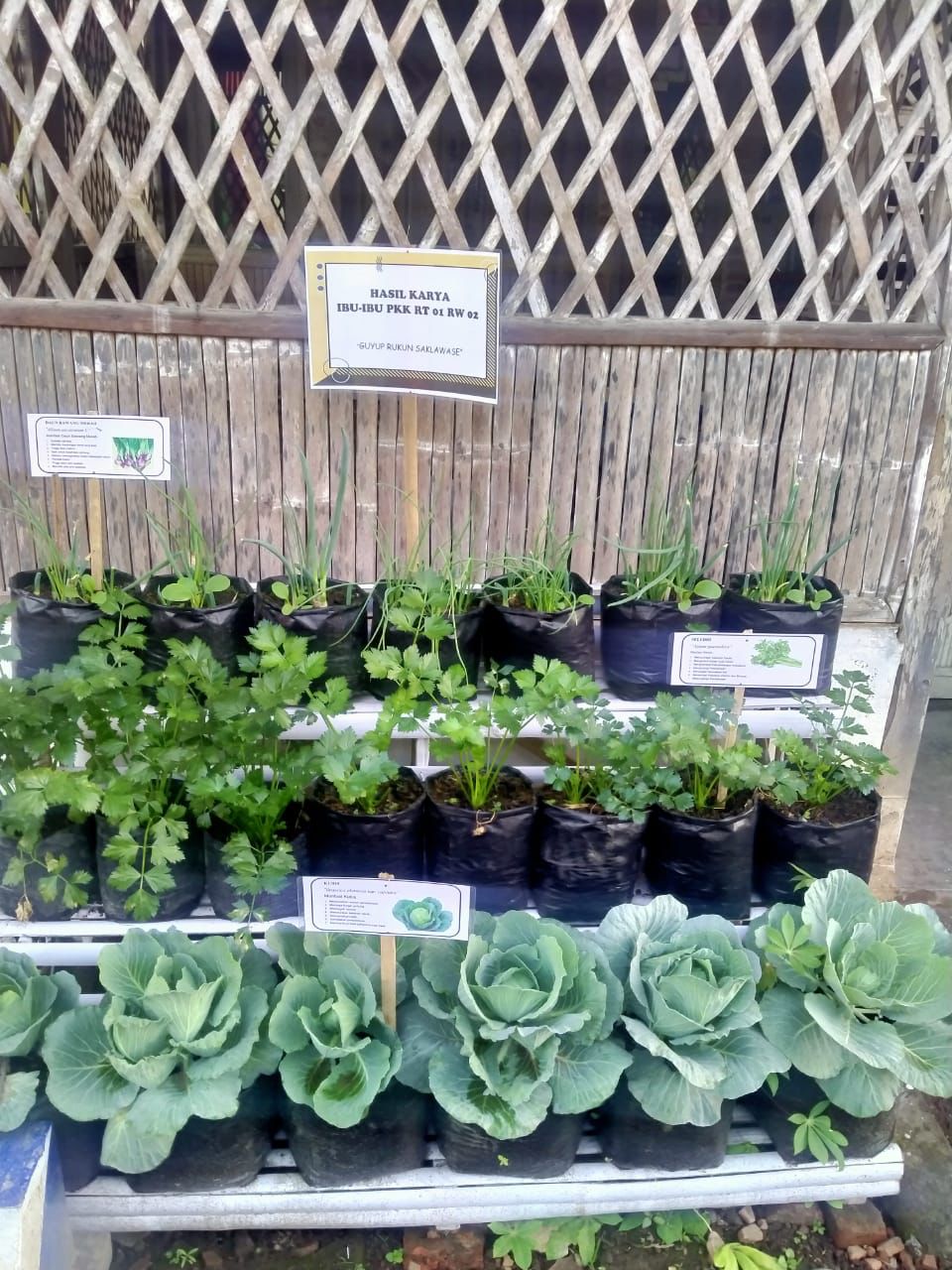 Peringati Kemerdekaan Indonesia ke-76 PKK Desa Talok Gandeng STIKes Kepanjen Adakan lomba TOGA dan Lingkungan Sehat (6)